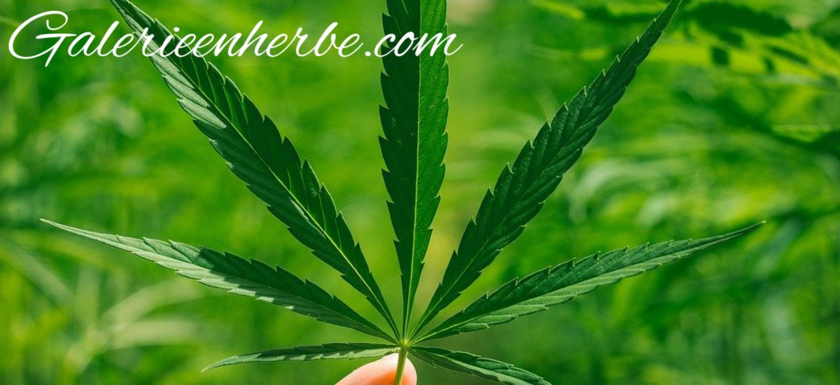 galerieenherbe.krutyn.eu